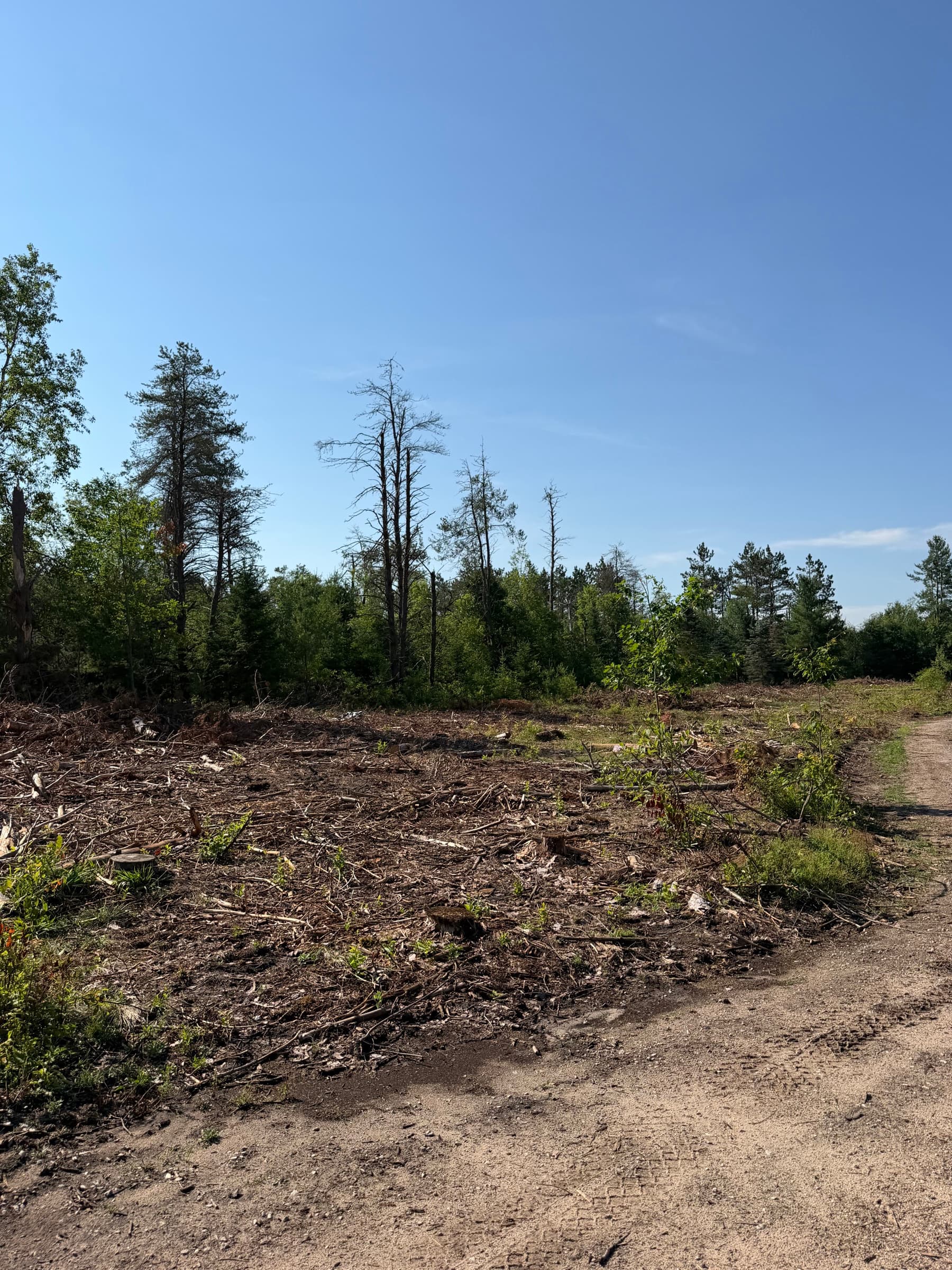 Wooded property before Northern Dirt land clearing