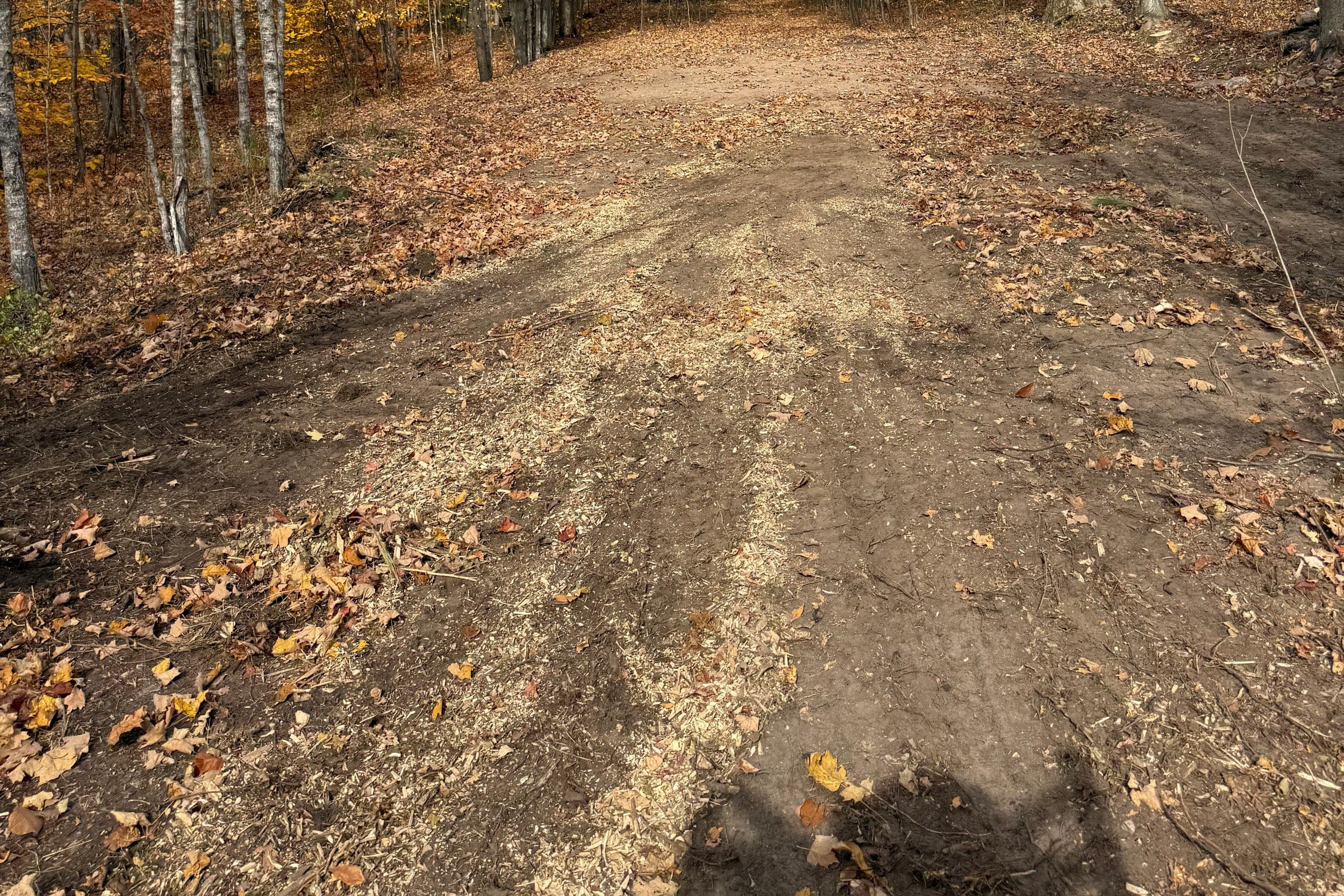 Cleared woodland trail after brush and vegetation removal