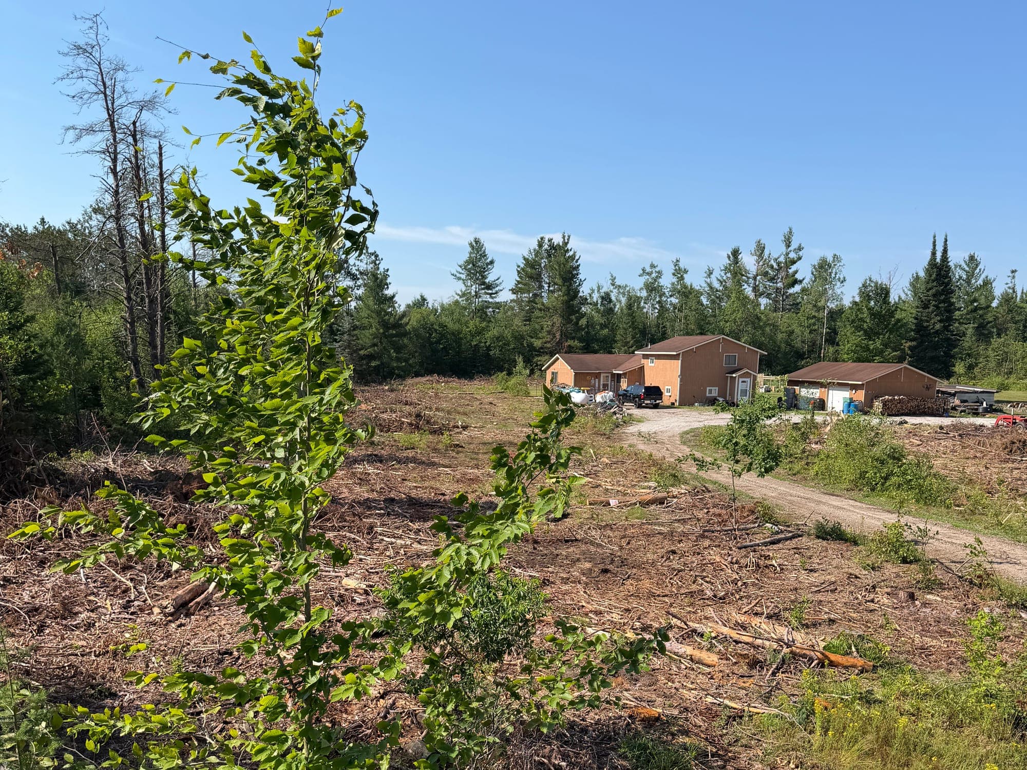 Residential acreage opened around an existing home and driveway